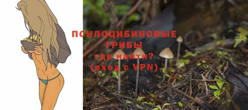 ссылка на мегу зеркало  купить наркотик  Прокопьевск  Псилоцибиновые грибы Cubensis 